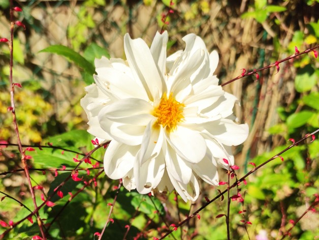 Poétesse en temps de guerre - Article 8